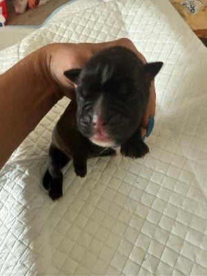 Les chiots de Boxer