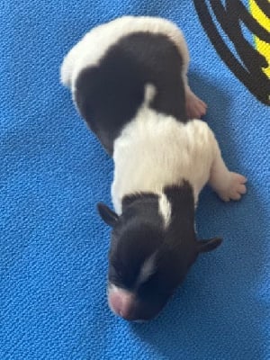 Les chiots de Bichon Havanais