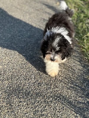 Les chiots de Bichon Havanais