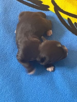 Les chiots de Bichon Havanais