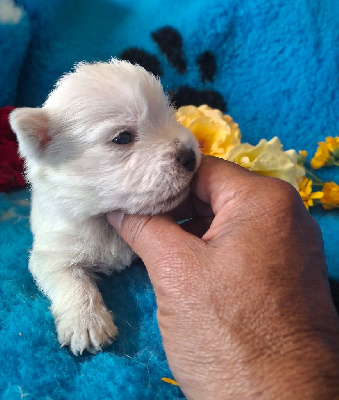 Les chiots de West Highland White Terrier