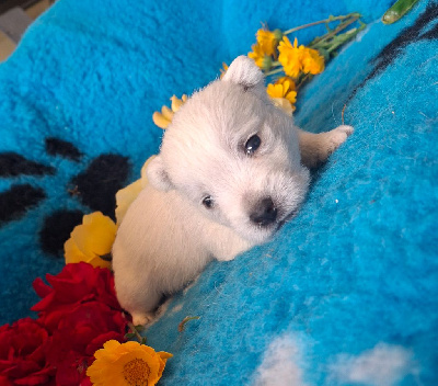Les chiots de West Highland White Terrier