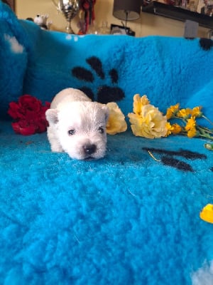 Les chiots de West Highland White Terrier