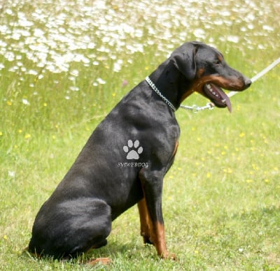 Les chiots de Dobermann