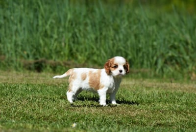 Les chiots de Cavalier King Charles Spaniel