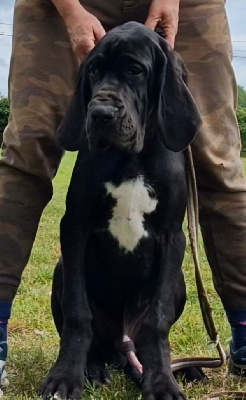 Les chiots de Dogue allemand