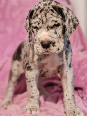 Les chiots de Dogue allemand