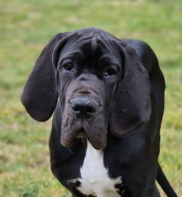 Les chiots de Dogue allemand