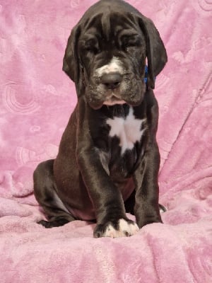 Les chiots de Dogue allemand