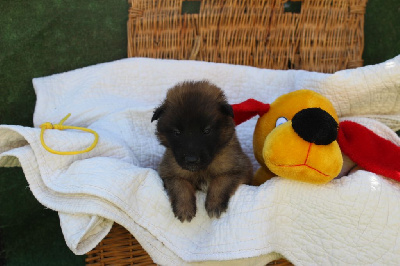 Les chiots de Berger Belge