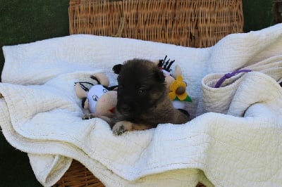 Les chiots de Berger Belge