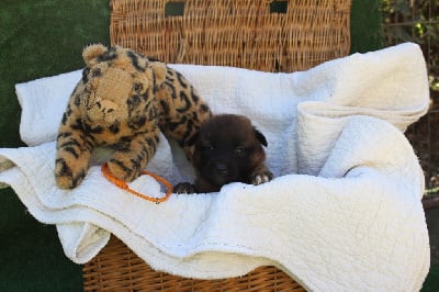 Les chiots de Berger Belge