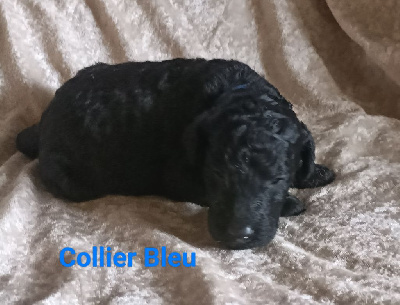 Vibrato - Collier Bleu - Caniche