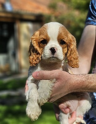 Les chiots de Cavalier King Charles Spaniel