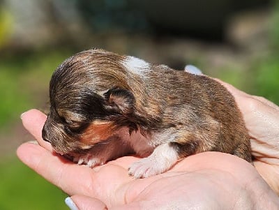 Les chiots de Shetland Sheepdog