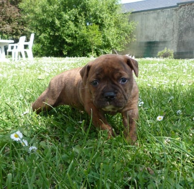 Les chiots de Bulldog continental