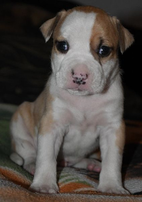 M2 - American Staffordshire Terrier