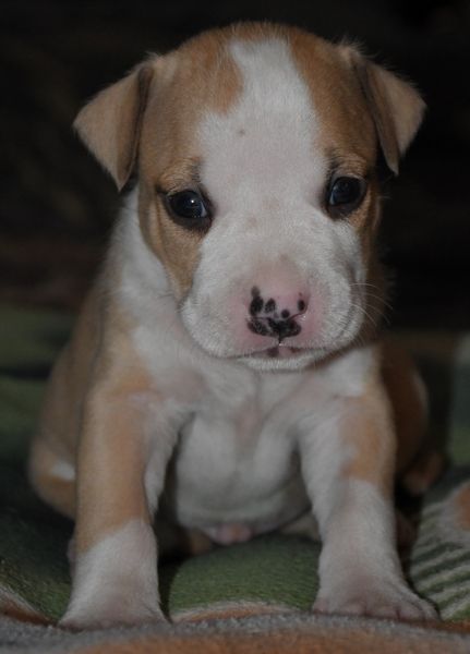 M1 - American Staffordshire Terrier