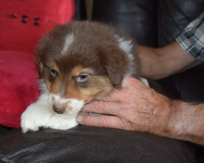 Les chiots de Berger Australien
