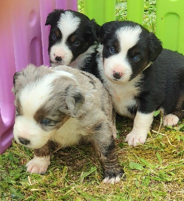 Les chiots de Berger Américain Miniature