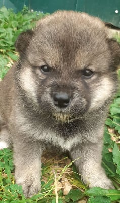 Les chiots de Shiba