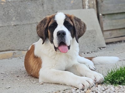 Les chiots de Chien du Saint-Bernard