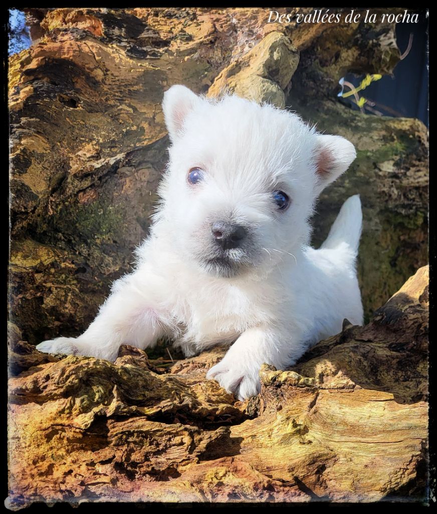 CHIOT 2 - West Highland White Terrier