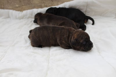 CHIOT 5 - Staffordshire Bull Terrier