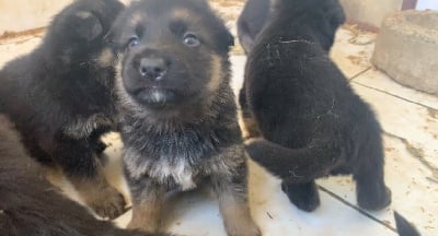 Les chiots de Berger Allemand