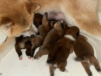 Les chiots de Akita
