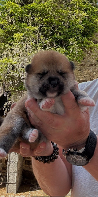 Les chiots de Akita
