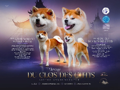 Les chiots de Akita