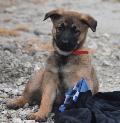 Les chiots de Berger Belge