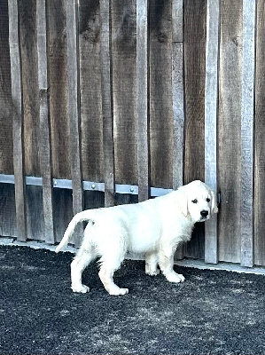 Les chiots de Golden Retriever