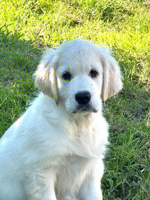 Les chiots de Golden Retriever