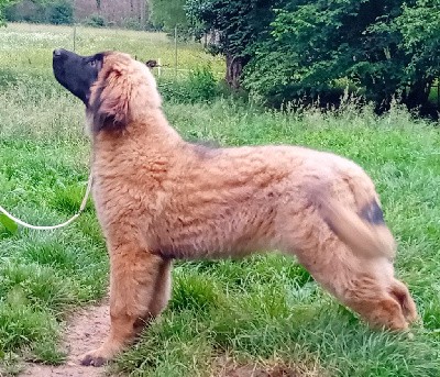 Leonberger