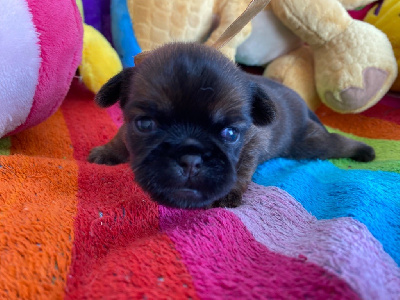 Les chiots de Griffon belge