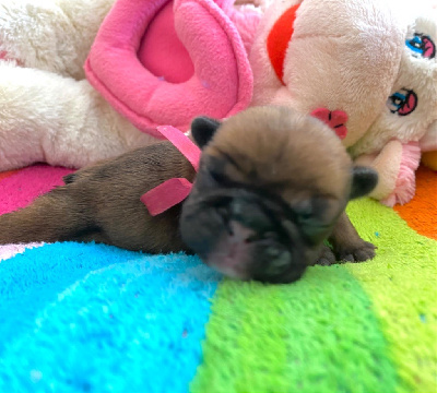 Les chiots de Bouledogue français
