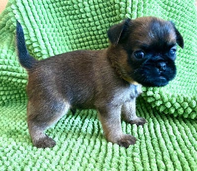 Les chiots de Griffon bruxellois