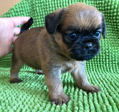 Les chiots de Griffon bruxellois