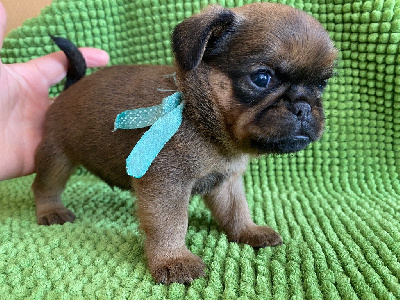 Les chiots de Griffon bruxellois