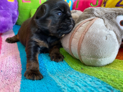 Les chiots de Griffon belge