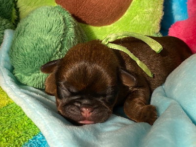 Les chiots de Petit Brabançon