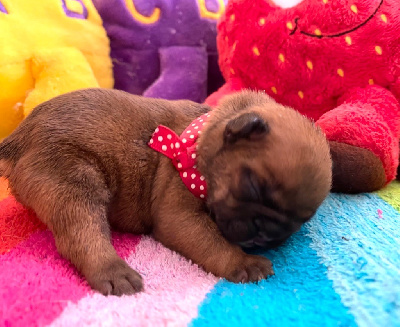Les chiots de Bouledogue français