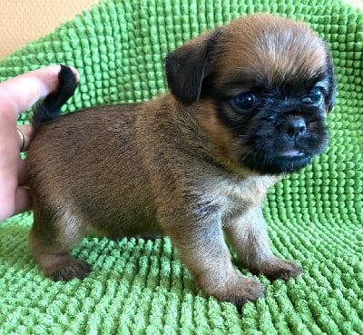 Les chiots de Griffon belge