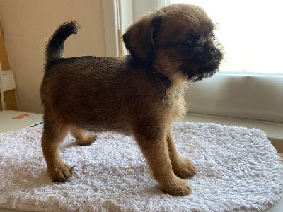 Les chiots de Petit Brabançon