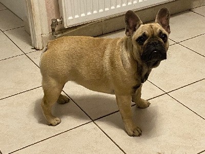 Bouledogue français