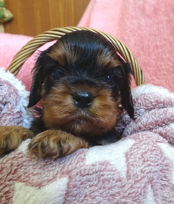 CHIOT 2 - Cavalier King Charles Spaniel