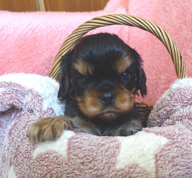 CHIOT 3 - Cavalier King Charles Spaniel
