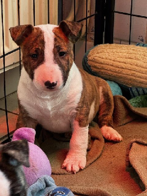 Les chiots de Bull Terrier Miniature
